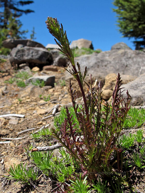 lousewort, budding (Pedicularis sp.) [Tom Dick & Harry Mountain, Salmon-Huckleberry Wilderness, Clackamas County, Oregon]
