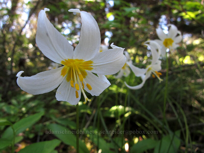 avalanche lilies (Erythronium montanum) [Tom Dick & Harry Mountain, Salmon-Huckleberry Wilderness, Clackamas County, Oregon]