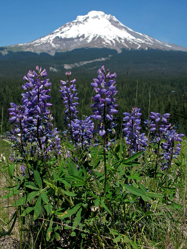 lupines & Mount Hood (Lupinus latifolius) [Ski Bowl, Mt. Hood National Forest, Clackamas County, Oregon]