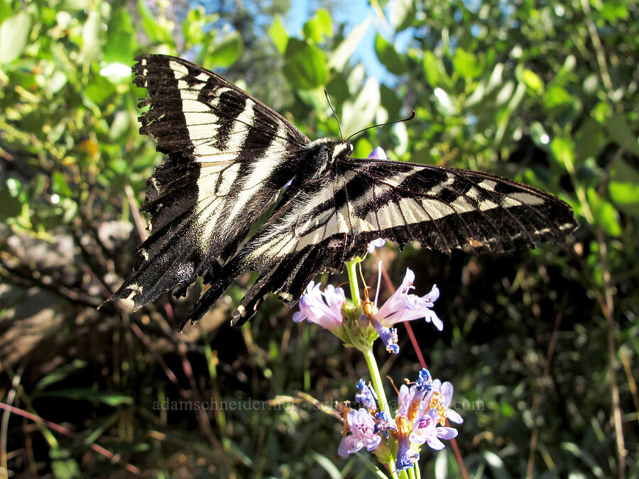 pale swallowtail butterfly on glaucous penstemon (Papilio eurymedon, Penstemon euglaucus) [Head of Jack Creek, Deschutes National Forest, Jefferson County, Oregon]