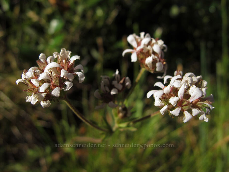 tawny horkelia (Horkelia fusca ssp. fusca) [Head of Jack Creek, Deschutes National Forest, Jefferson County, Oregon]