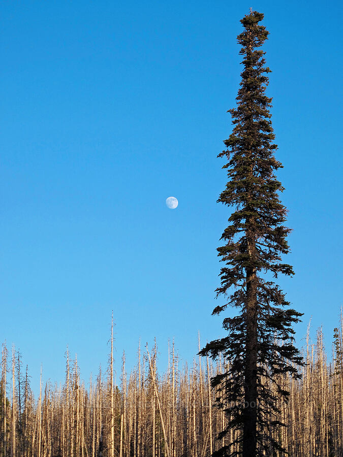 moon & fir tree [Jack Lake Trailhead, Deschutes National Forest, Jefferson County, Oregon]
