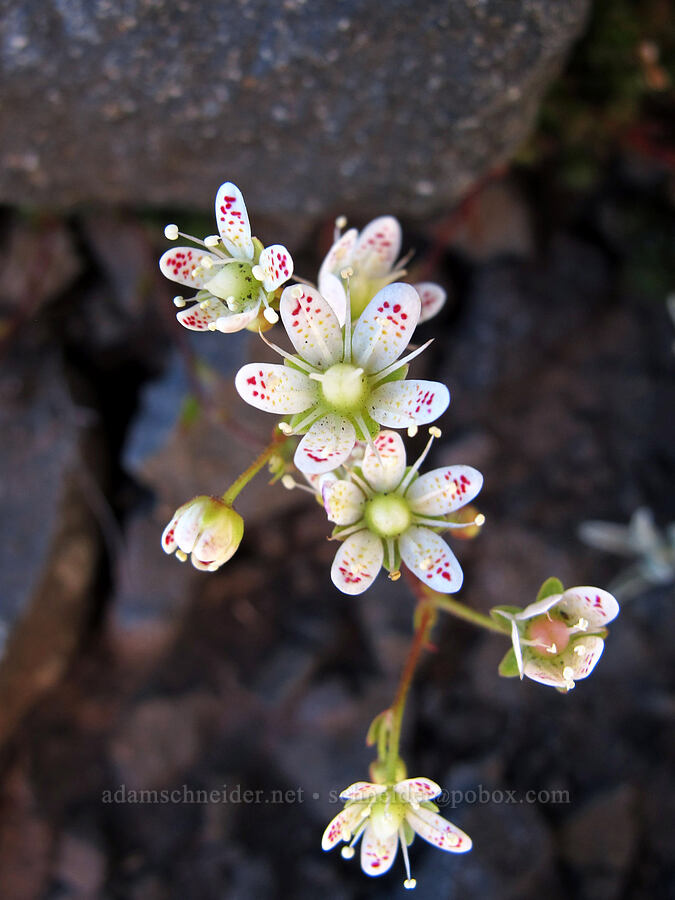spotted saxifrage (Saxifraga bronchialis ssp. vespertina (Saxifraga vespertina)) [Canyon Creek moraine, Mt. Jefferson Wilderness, Jefferson County, Oregon]