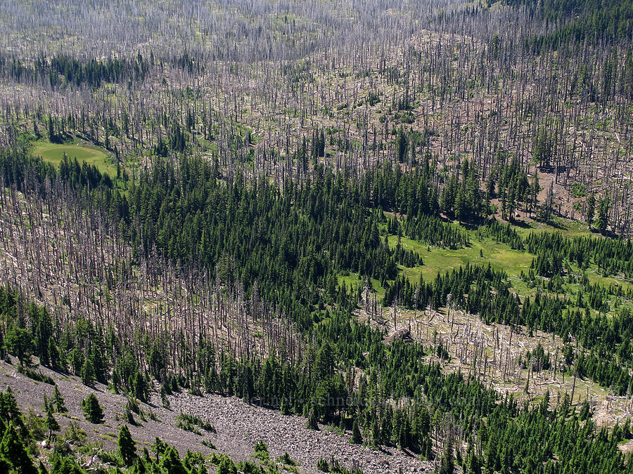 First Creek Meadows [Three-Fingered Jack's east ridge, Mt. Jefferson Wilderness, Jefferson County, Oregon]