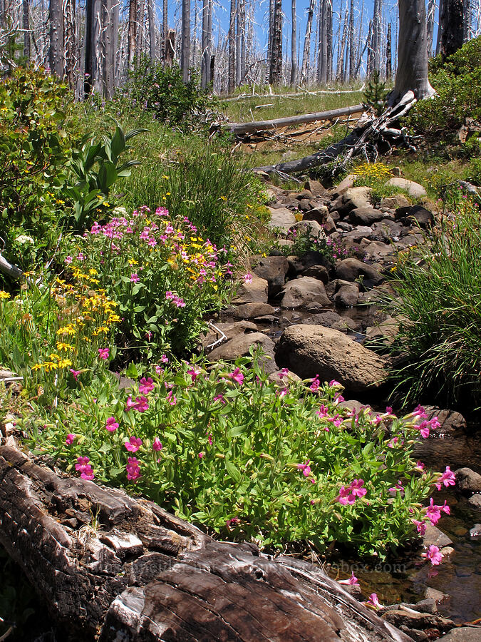 hairy arnica & Lewis' monkeyflower (Arnica mollis, Erythranthe lewisii (Mimulus lewisii)) [Summit Lake Trail, Mt. Jefferson Wilderness, Jefferson County, Oregon]