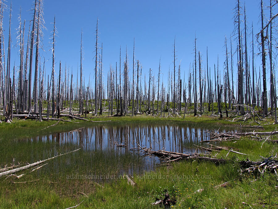 pond & burnt snags [Summit Lake Trail, Mt. Jefferson Wilderness, Jefferson County, Oregon]