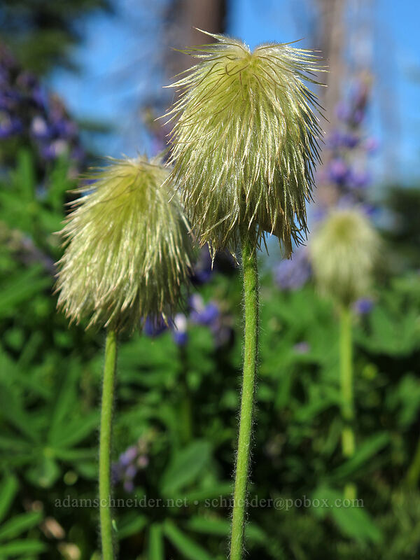 western pasqueflower seed-heads (Anemone occidentalis (Pulsatilla occidentalis)) [Vista Ridge Trail, Mt. Hood Wilderness, Hood River County, Oregon]