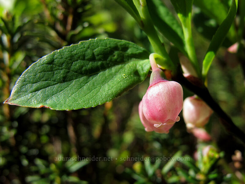 huckleberry flowers (Vaccinium sp.) [Vista Ridge Trail, Mt. Hood Wilderness, Hood River County, Oregon]