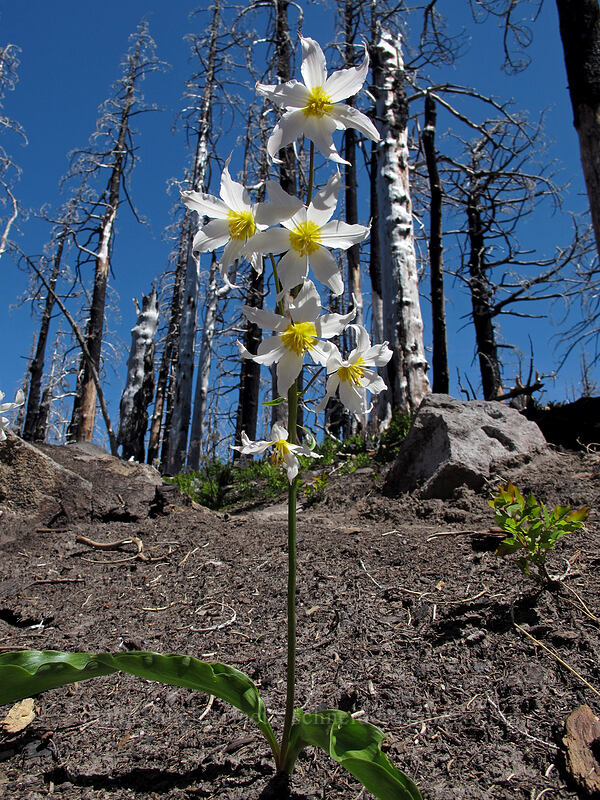 avalanche lily (Erythronium montanum) [Cairn Basin, Mt. Hood Wilderness, Hood River County, Oregon]