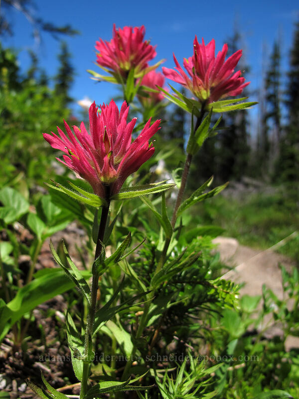 magenta paintbrush (Castilleja parviflora var. oreopola) [Eden Park Trail, Mt. Hood Wilderness, Hood River County, Oregon]