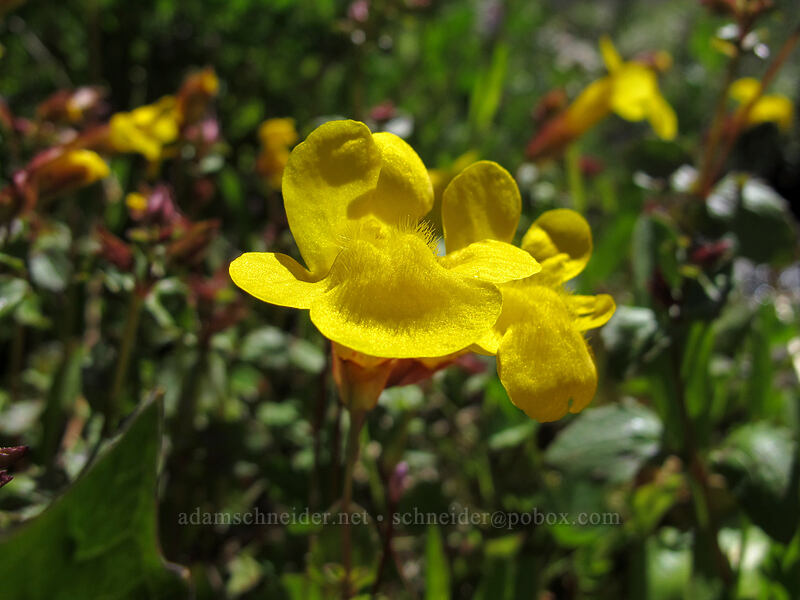 monkeyflower (Erythranthe sp. (Mimulus sp.)) [Eden Park Trail, Mt. Hood Wilderness, Hood River County, Oregon]