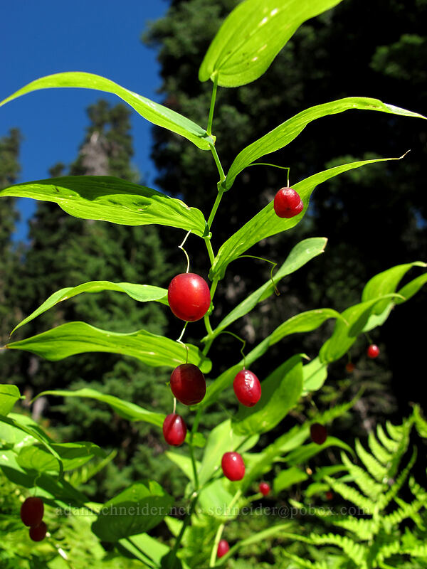 clasping twisted-stalk berries (Streptopus amplexifolius) [Rachel Lake Trail, Alpine Lakes Wilderness, Kittitas County, Washington]