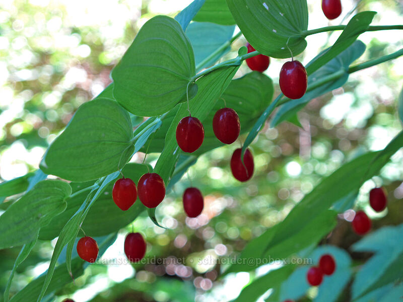 clasping twisted-stalk berries (Streptopus amplexifolius) [Rachel Lake Trail, Alpine Lakes Wilderness, Kittitas County, Washington]