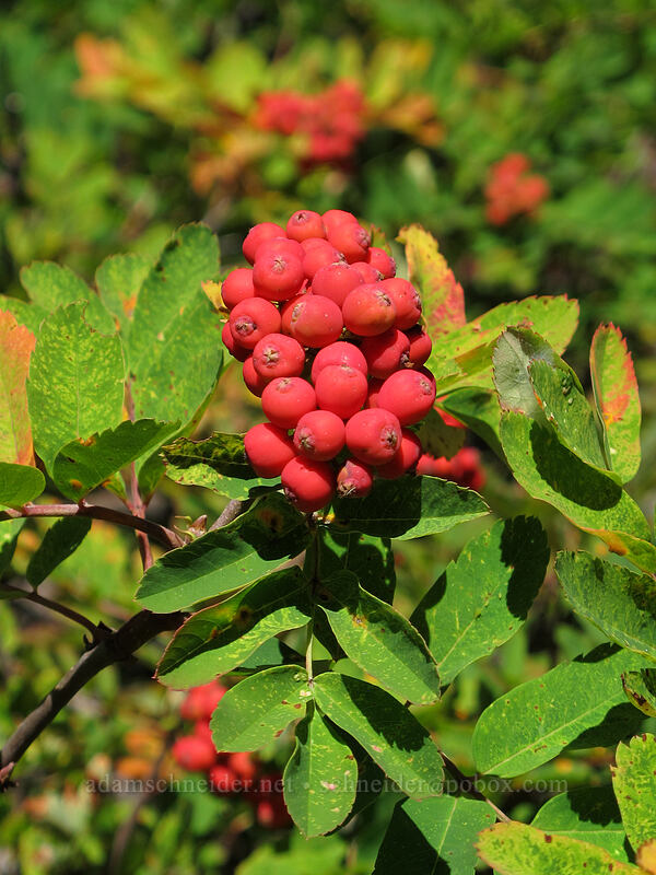 Sitka mountain-ash berries (Sorbus sitchensis) [Rachel Lake Trail, Alpine Lakes Wilderness, Kittitas County, Washington]