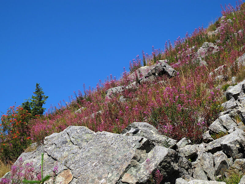 fireweed (Chamerion angustifolium (Chamaenerion angustifolium) (Epilobium angustifolium)) [Rampart Ridge, Alpine Lakes Wilderness, Kittitas County, Washington]