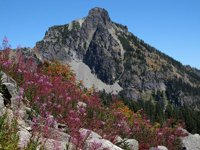 fireweed & Hibox Mountain (Chamerion angustifolium (Chamaenerion angustifolium) (Epilobium angustifolium)) [Rampart Ridge, Alpine Lakes Wilderness, Kittitas County, Washington]