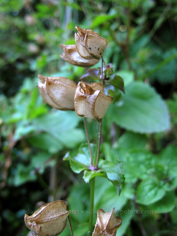 monkeyflower (Erythranthe sp. (Mimulus sp.)) [Rachel Lake Trail, Alpine Lakes Wilderness, Kittitas County, Washington]