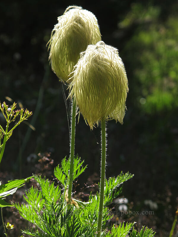 western pasqueflower seed-heads (Anemone occidentalis (Pulsatilla occidentalis)) [Goat Ridge Trail, Goat Rocks Wilderness, Lewis County, Washington]