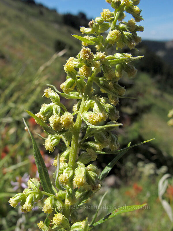 Douglas' sagewort (California mugwort) (Artemisia douglasiana) [Goat Ridge Trail, Goat Rocks Wilderness, Lewis County, Washington]