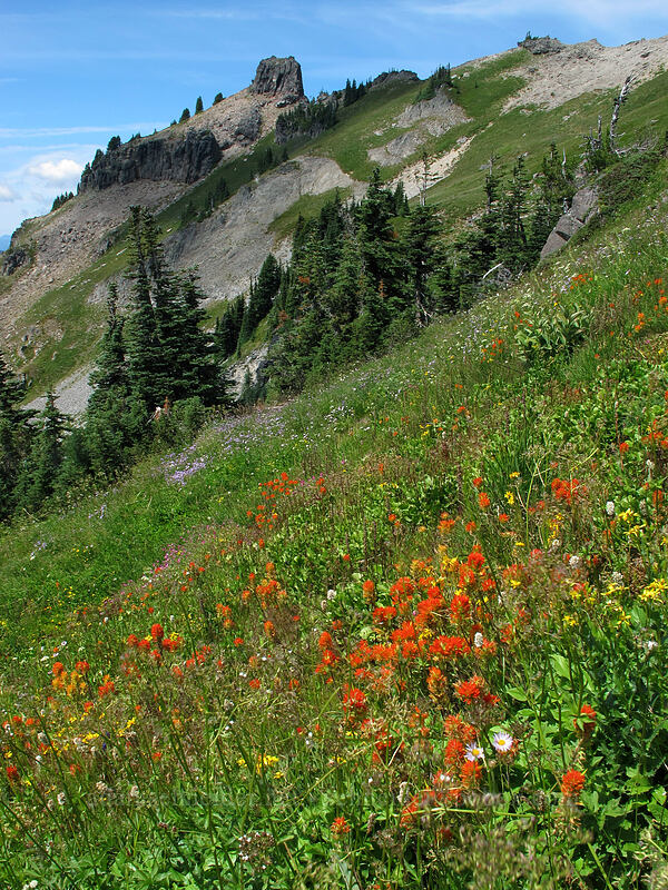 Suksdorf's paintbrush & other wildflowers (Castilleja suksdorfii) [Lily Basin Trail, Goat Rocks Wilderness, Lewis County, Washington]