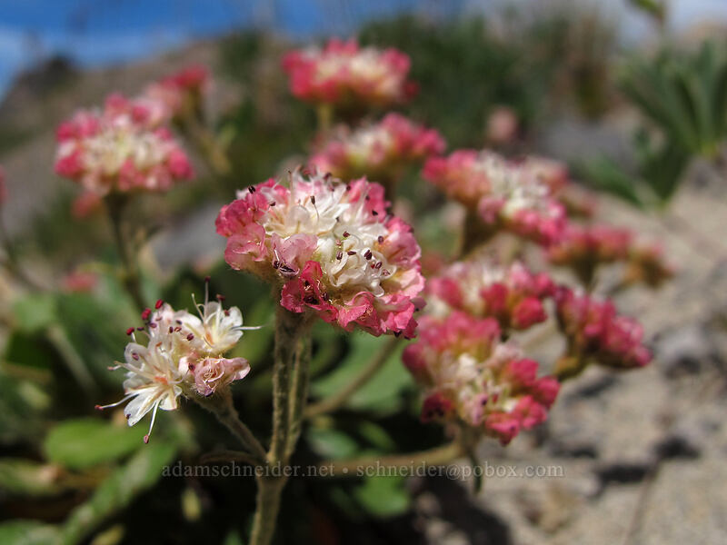 alpine buckwheat (Eriogonum pyrolifolium var. coryphaeum) [Lily Basin Trail, Goat Rocks Wilderness, Lewis County, Washington]