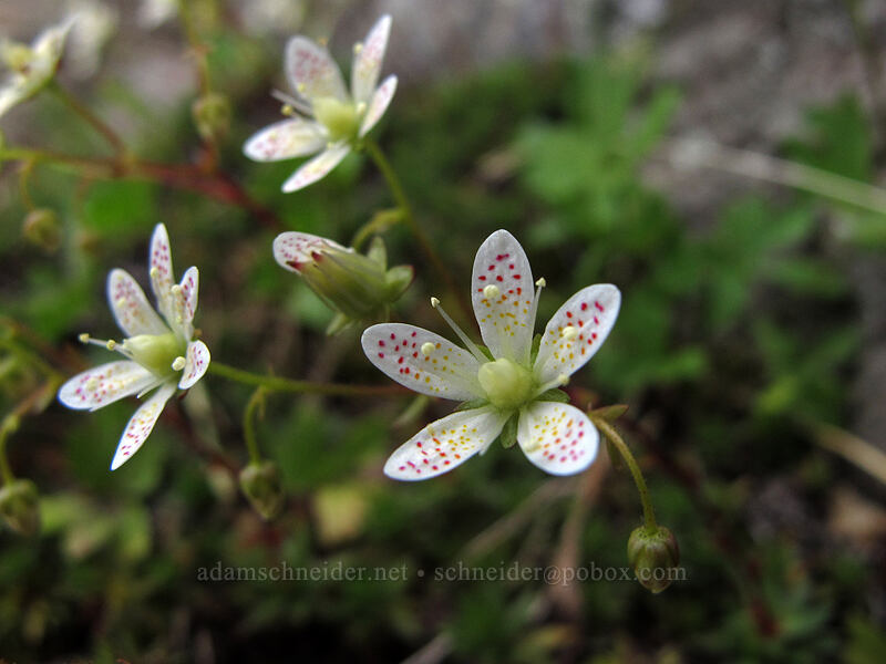 spotted saxifrage (Saxifraga bronchialis ssp. austromontana (Saxifraga austromontana)) [below Hawkeye Point, Goat Rocks Wilderness, Lewis County, Washington]