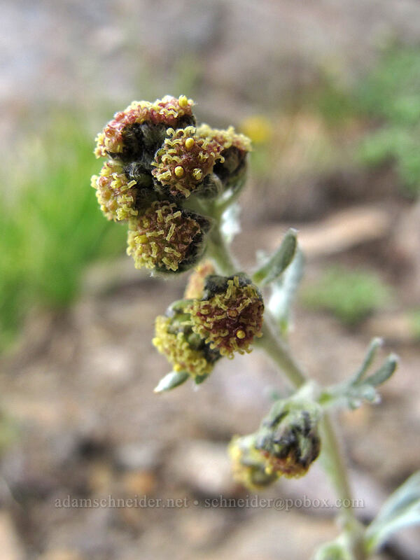 forked wormwood (Artemisia furcata) [below Hawkeye Point, Goat Rocks Wilderness, Lewis County, Washington]