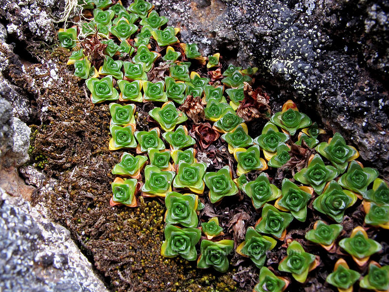 purple mountain saxifrage leaves (Saxifraga oppositifolia) [below Hawkeye Point, Goat Rocks Wilderness, Lewis County, Washington]