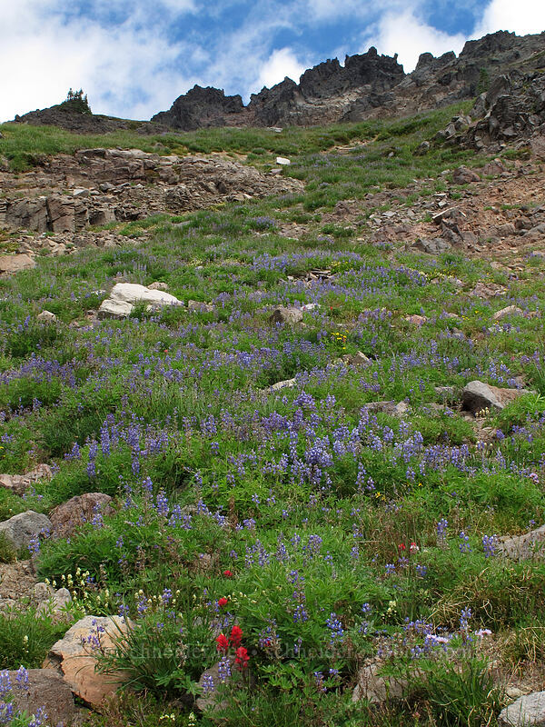 wildflowers (Lupinus lapidicola, Castilleja parviflora var. oreopola, Luetkea pectinata) [Lily Basin Trail, Goat Rocks Wilderness, Lewis County, Washington]