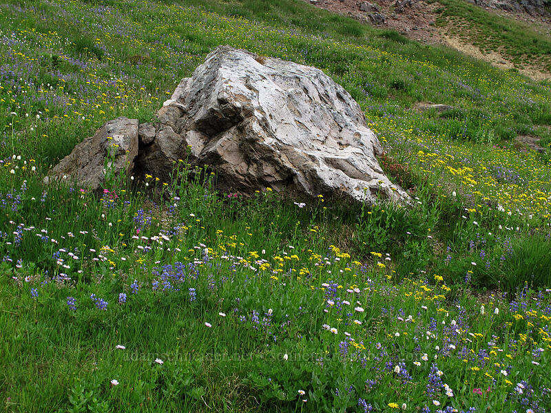wildflowers (Lupinus latifolius, Erigeron glacialis var. glacialis, Senecio triangularis) [Lily Basin Trail, Goat Rocks Wilderness, Lewis County, Washington]