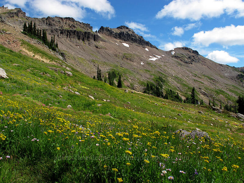 wildflowers [Lily Basin Trail, Goat Rocks Wilderness, Lewis County, Washington]