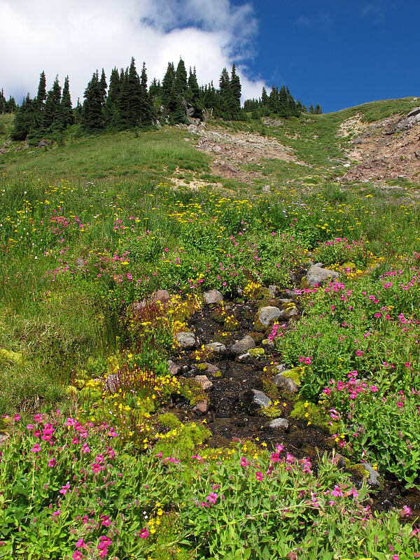 wildflowers along a stream (Erythranthe lewisii (Mimulus lewisii), Erythranthe caespitosa (Mimulus caespitosus), Senecio triangularis, Epilobium sp.) [Lily Basin Trail, Goat Rocks Wilderness, Lewis County, Washington]