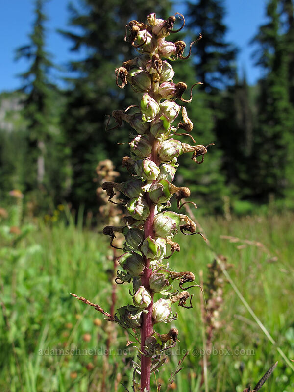elephant-head lousewort, gone to seed (Pedicularis groenlandica) [Reflection Lakes, Mt. Rainier National Park, Lewis County, Washington]