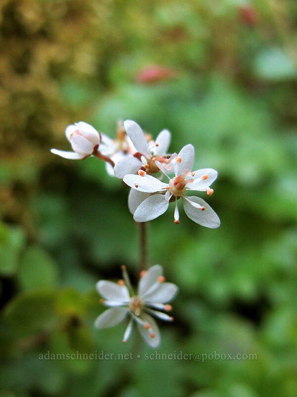 Nelson's saxifrage (Micranthes nelsoniana var. cascadensis (Saxifraga nelsoniana)) [Unicorn Creek Valley, Mt. Rainier National Park, Lewis County, Washington]
