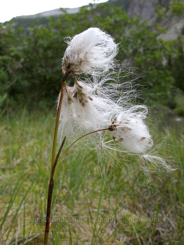 cotton-grass (Eriophorum sp.) [Unicorn Creek Valley, Mt. Rainier National Park, Lewis County, Washington]