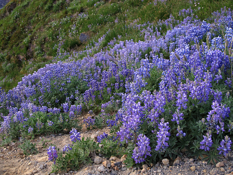subalpine lupines (Lupinus arcticus ssp. subalpinus (Lupinus latifolius ssp. subalpinus)) [Skyline Trail, Mt. Rainier National Park, Pierce County, Washington]