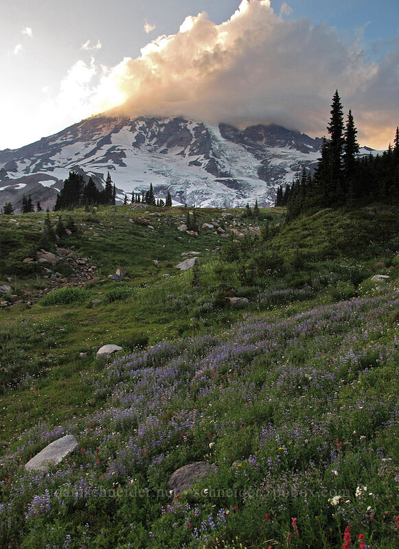 wildflowers & Mount Rainier [Skyline Trail, Mt. Rainier National Park, Pierce County, Washington]