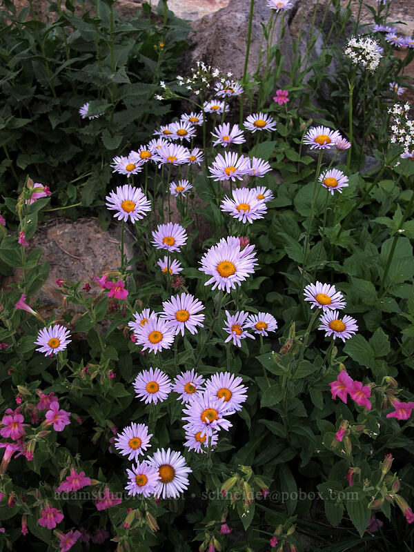 subalpine daisies (Erigeron glacialis var. glacialis) [Skyline Trail, Mt. Rainier National Park, Pierce County, Washington]