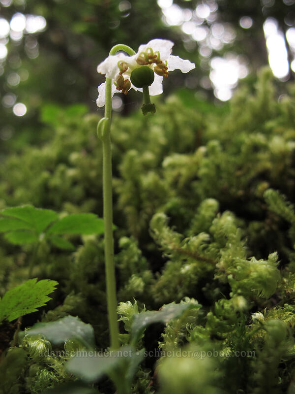 little pipsissewa (Chimaphila menziesii) [Wonderland Trail, Mt. Rainier National Park, Pierce County, Washington]