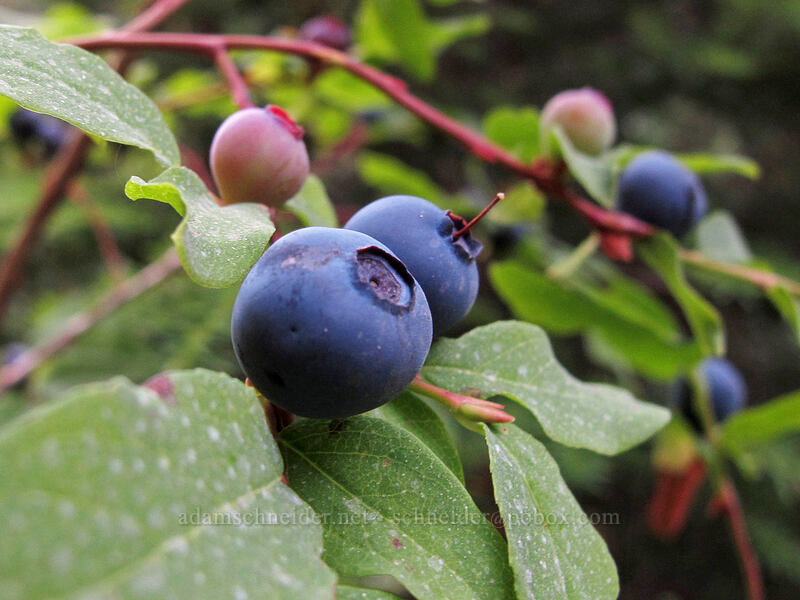 huckleberries (Vaccinium sp.) [Wonderland Trail, Mt. Rainier National Park, Pierce County, Washington]