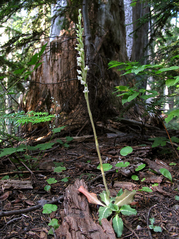 western rattlesnake-plantain (Goodyera oblongifolia) [Wonderland Trail, Mt. Rainier National Park, Pierce County, Washington]