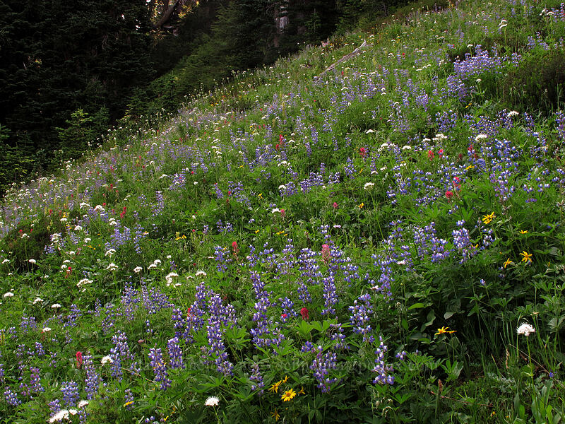 wildflowers [Wonderland Trail, Mt. Rainier National Park, Pierce County, Washington]