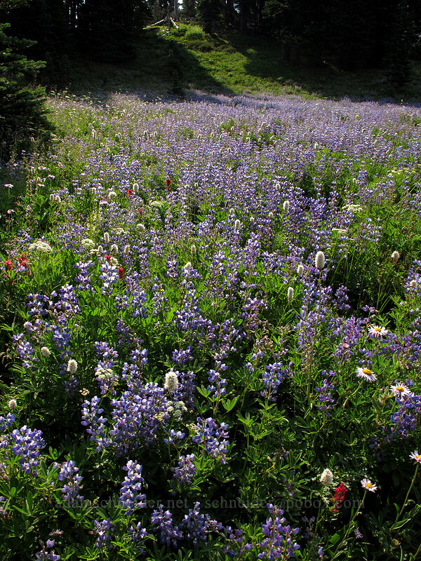 wildflowers (Lupinus sp., Bistorta bistortoides (Polygonum bistortoides), Ligusticum sp., Castilleja sp.) [Summerland, Mt. Rainier National Park, Pierce County, Washington]
