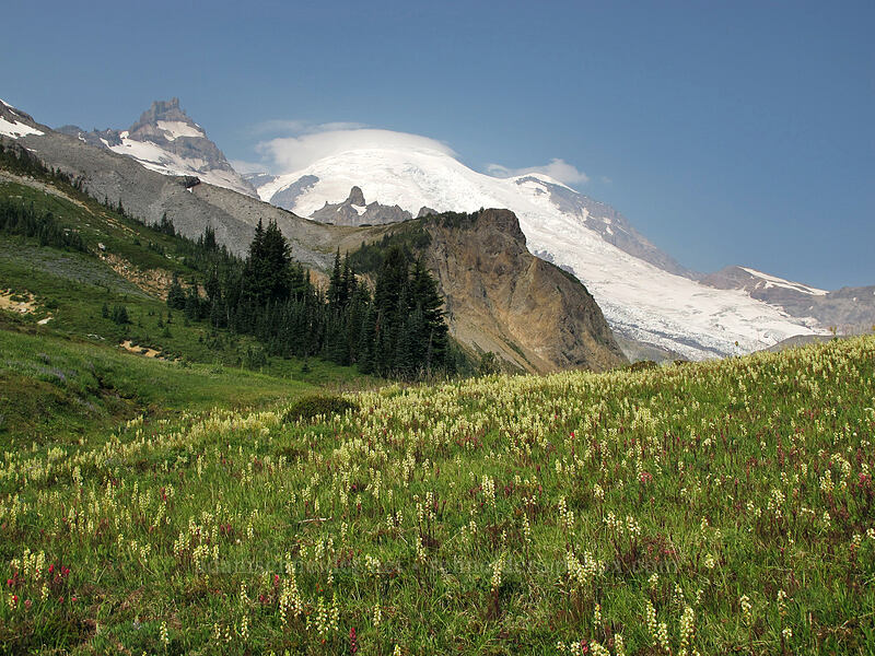 lousewort & Mount Rainier (Pedicularis contorta) [Summerland, Mt. Rainier National Park, Pierce County, Washington]