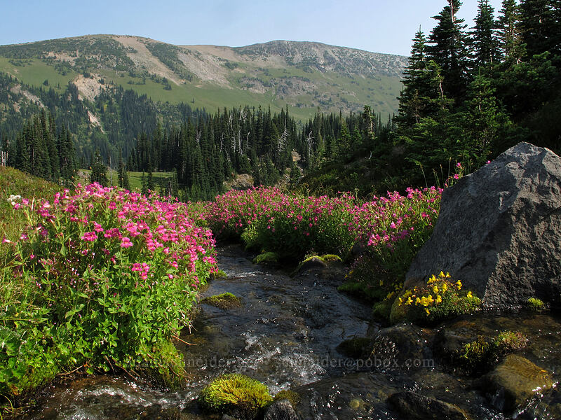 monkeyflower & Goat Island Mountain (Erythranthe lewisii (Mimulus lewisii), Erythranthe caespitosa (Mimulus caespitosus)) [Summerland, Mt. Rainier National Park, Pierce County, Washington]