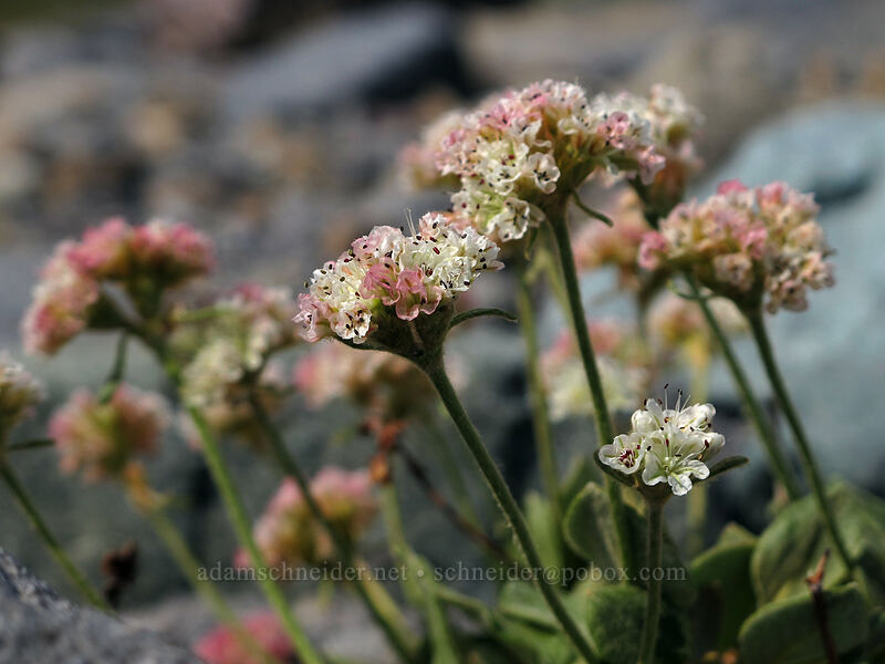 alpine buckwheat (Eriogonum pyrolifolium) [Wonderland Trail, Mt. Rainier National Park, Pierce County, Washington]