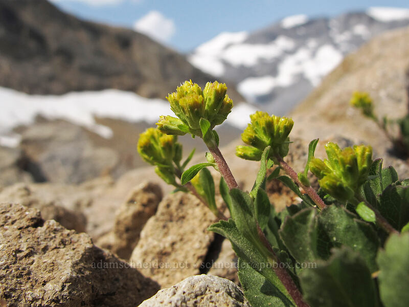 alpine goldenrod (Solidago simplex var. nana) [Wonderland Trail, Mt. Rainier National Park, Pierce County, Washington]