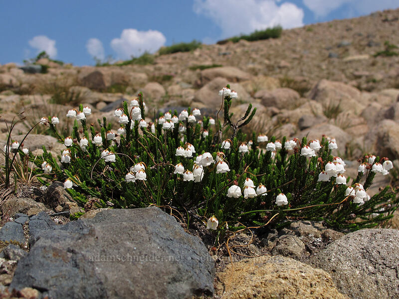white mountain heather (Cassiope mertensiana) [Wonderland Trail, Mt. Rainier National Park, Pierce County, Washington]