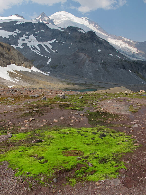 bright green moss [Wonderland Trail, Mt. Rainier National Park, Pierce County, Washington]