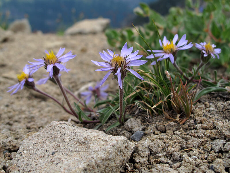 alpine asters (Oreostemma alpigenum var. alpigenum (Aster alpigenus)) [Panhandle Gap, Mt. Rainier National Park, Pierce County, Washington]